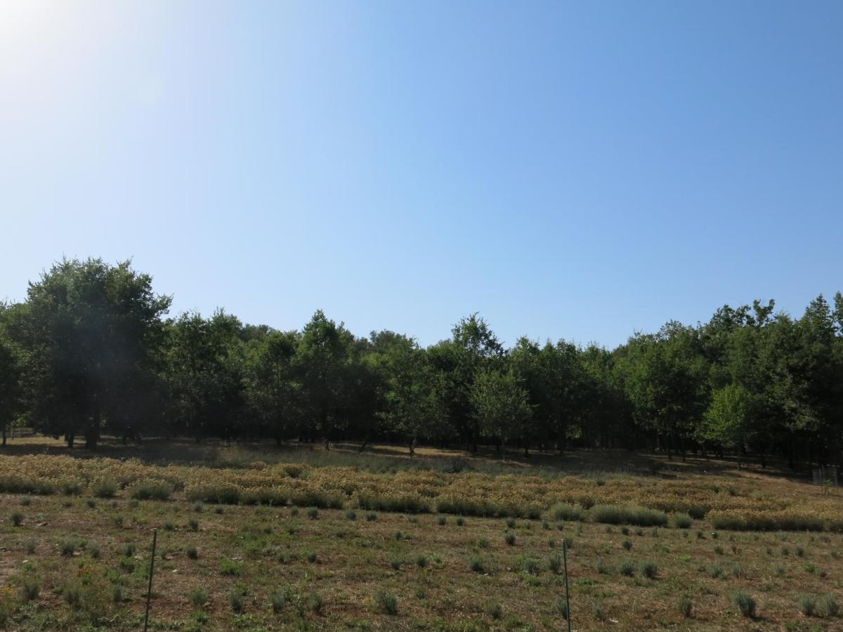 Agriturismo Alchimista Casole dʼElsa Eksteriør billede