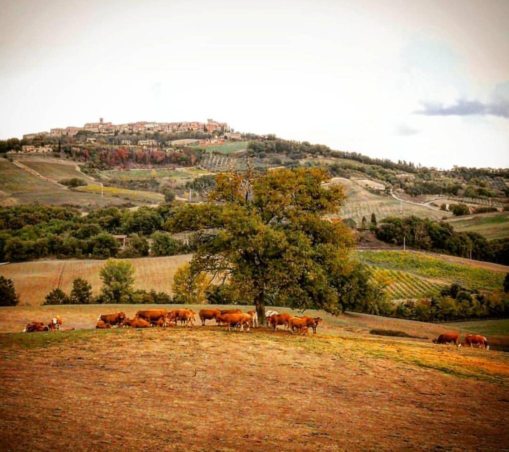 Agriturismo Alchimista Casole dʼElsa Eksteriør billede